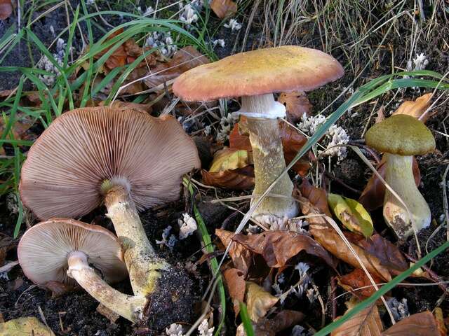 Image of <i>Armillaria lutea</i>