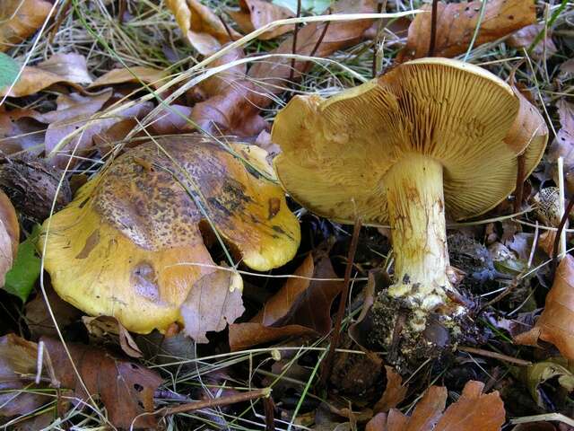 Imagem de Cortinarius alcalinophilus Rob. Henry 1952