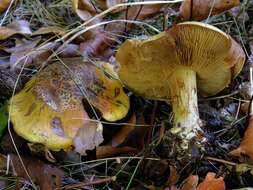 Imagem de Cortinarius alcalinophilus Rob. Henry 1952