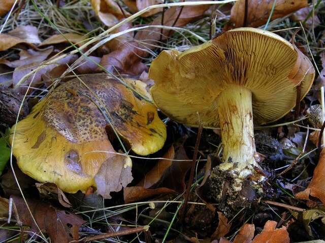 Слика од Cortinarius alcalinophilus Rob. Henry 1952