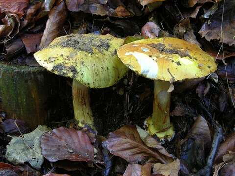 Image of Cortinarius cedretorum Maire 1914