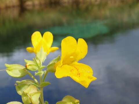 Image of <i>Mimulus guttatus</i>