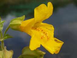 Image of <i>Mimulus guttatus</i>