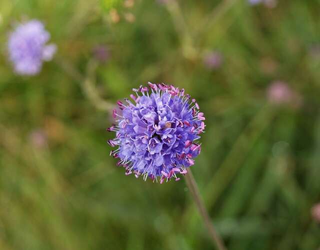 Image of Devil’s Bit Scabious