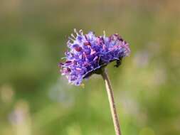 Image of Devil’s Bit Scabious