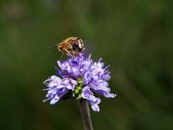 Image of Devil’s Bit Scabious