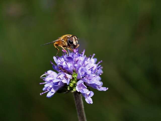 Image of Devil’s Bit Scabious