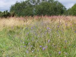 Image of Devil’s Bit Scabious