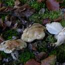 صورة Russula fellea (Fr.) Fr. 1838