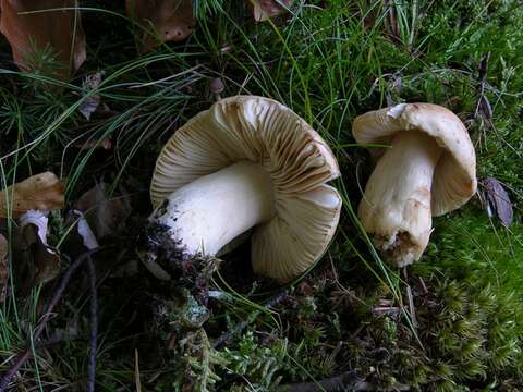 Image of Russula fellea (Fr.) Fr. 1838