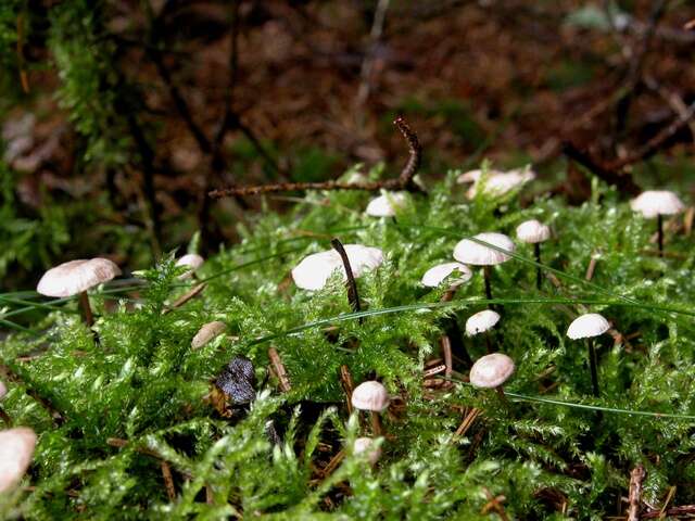 Imagem de Gymnopus