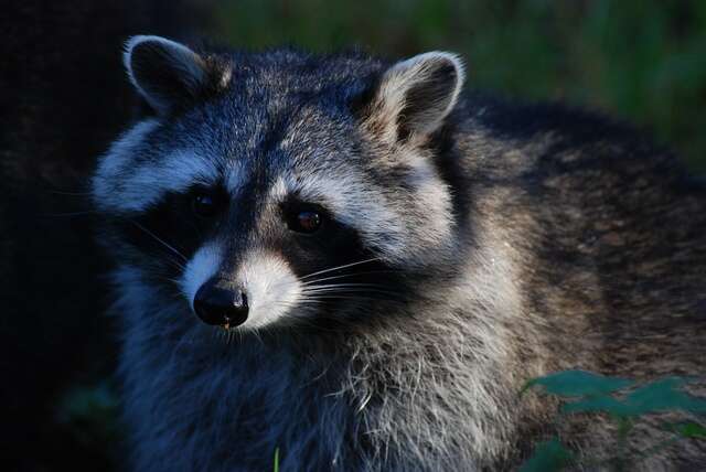 Image of Raccoons