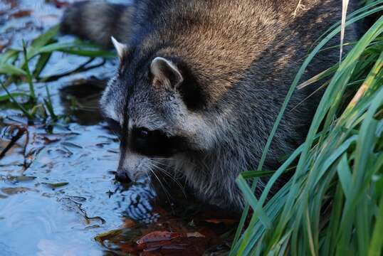 Image of Raccoons