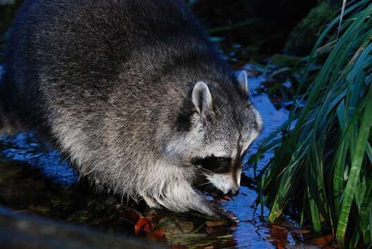 Image of Raccoons