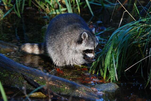 Image of Raccoons