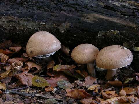 Plancia ëd Agaricus langei (F. H. Møller) F. H. Møller 1952