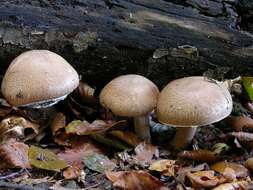 Image of Agaricus langei (F. H. Møller) F. H. Møller 1952