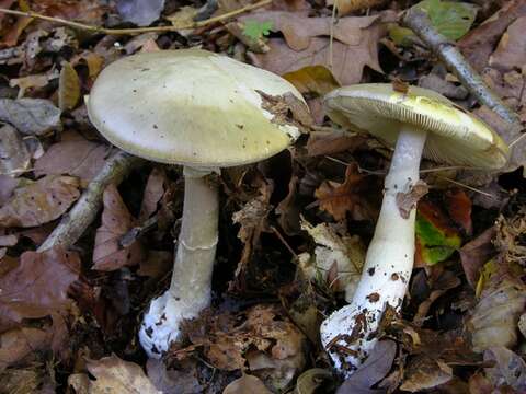 Image of Amanita