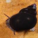 Image of Common Bithynia