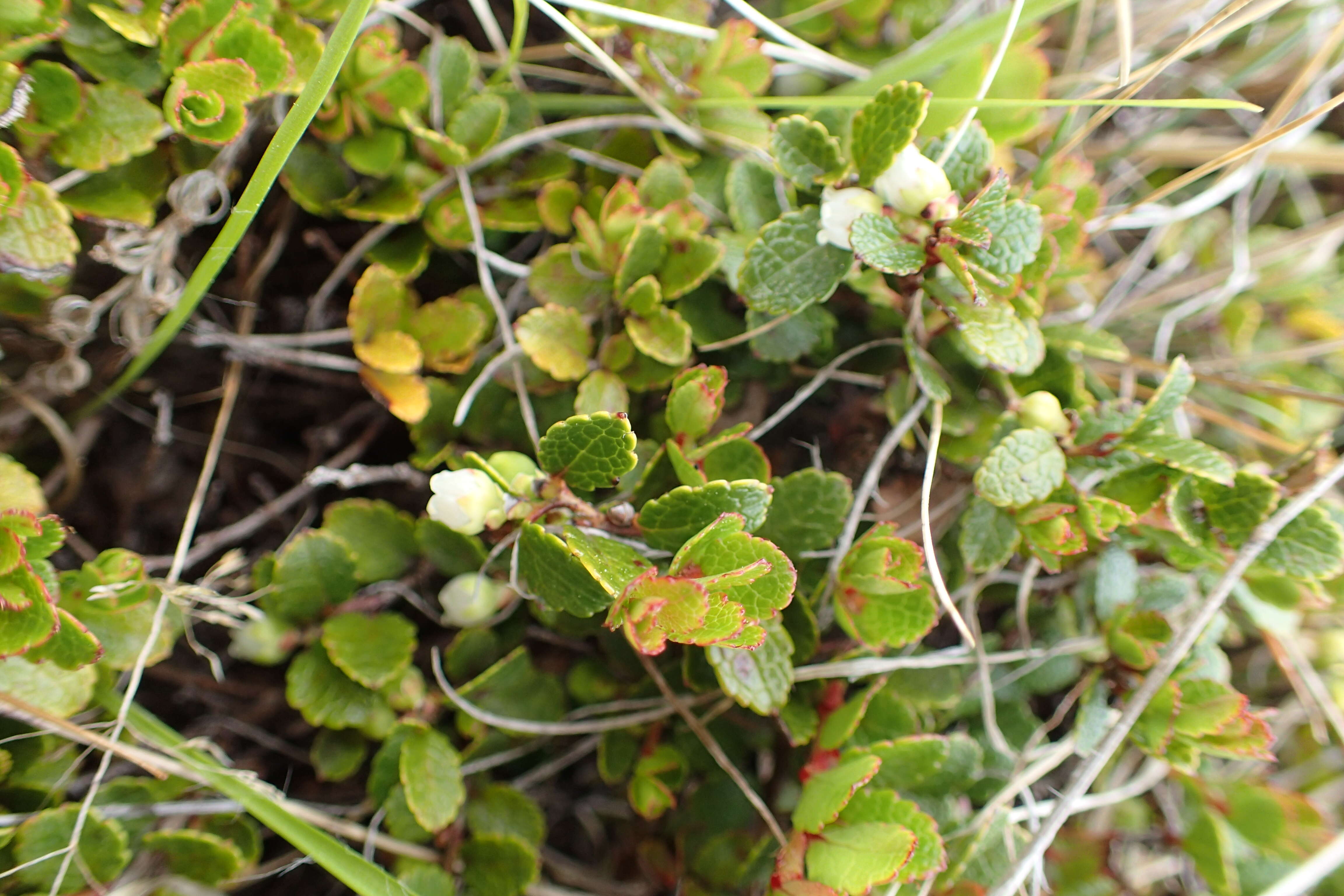 Image of Gaultheria depressa Hook. fil.