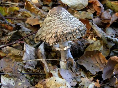 Image of Chlorophyllum