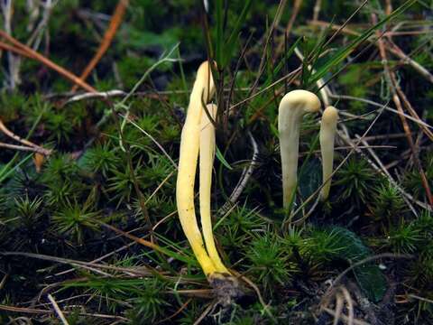 Image of Clavaria