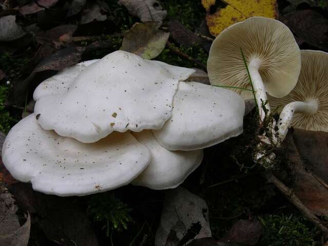 Image of Leucocybe