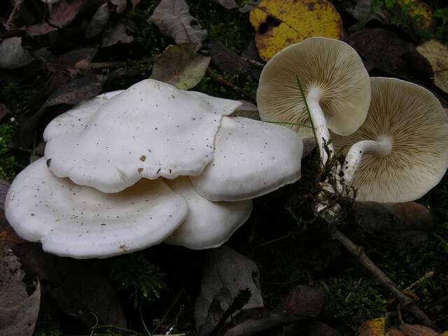 Image of Leucocybe