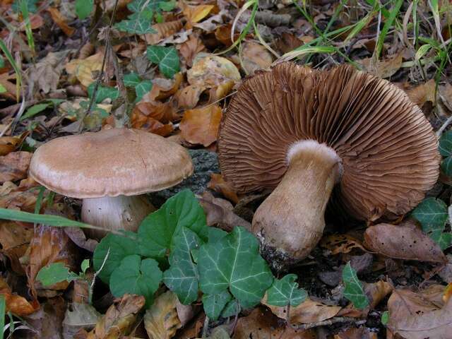 Image of Cortinarius aprinus Melot 1989