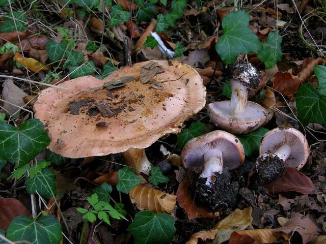 Image of Cortinarius arcuatorum Rob. Henry 1939