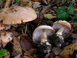 Image of Cortinarius arcuatorum Rob. Henry 1939