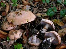 Image of Cortinarius arcuatorum Rob. Henry 1939