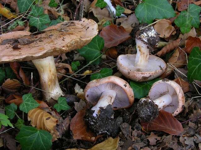 Image of Cortinarius arcuatorum Rob. Henry 1939