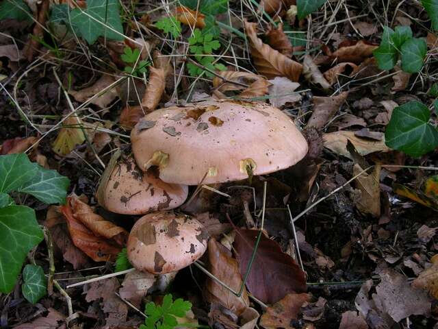 Image of Cortinarius arcuatorum Rob. Henry 1939