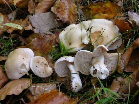 Image of Cortinarius barbatus (Batsch) Melot 1989