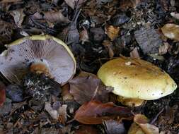 Plancia ëd <i>Cortinarius calochrous</i>