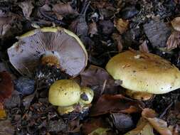 Image de <i>Cortinarius calochrous</i>