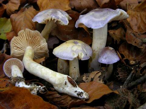 Image of <i>Cortinarius croceocoeruleus</i> (Pers.) Fr. 1861