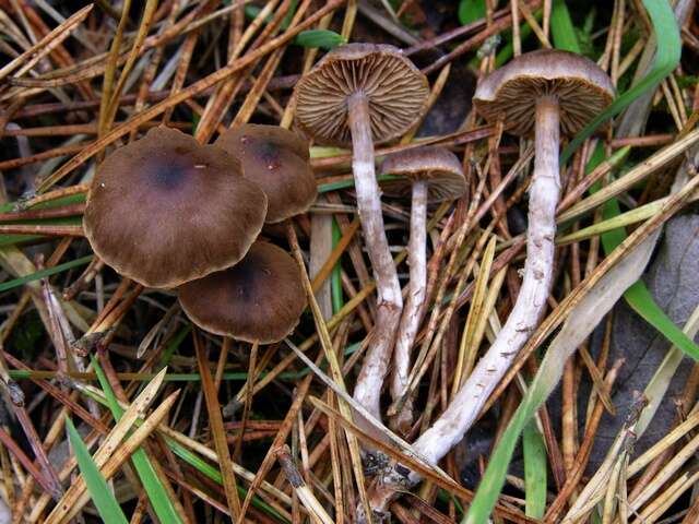 Image of Cortinarius decipiens (Pers.) Fr. 1838