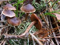 Image of Cortinarius diasemospermus Lamoure 1978