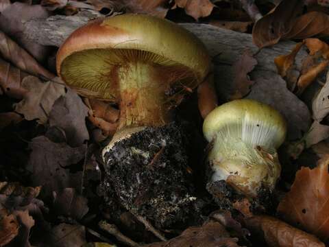 Image of Cortinarius elegantissimus Rob. Henry 1989