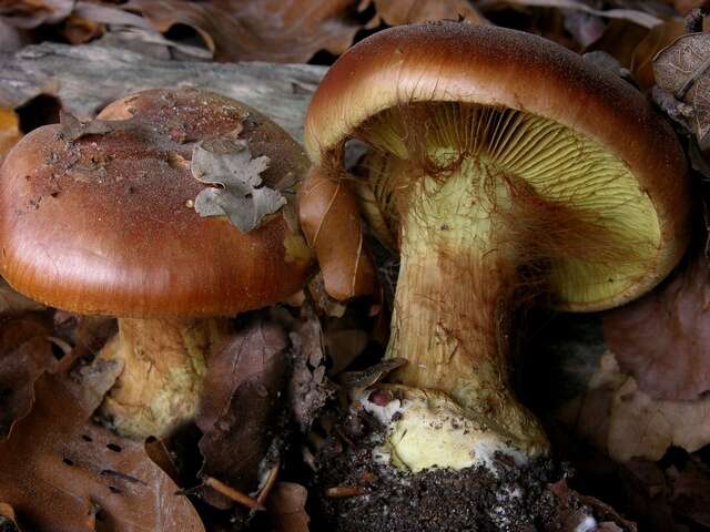 Image of Cortinarius elegantissimus Rob. Henry 1989