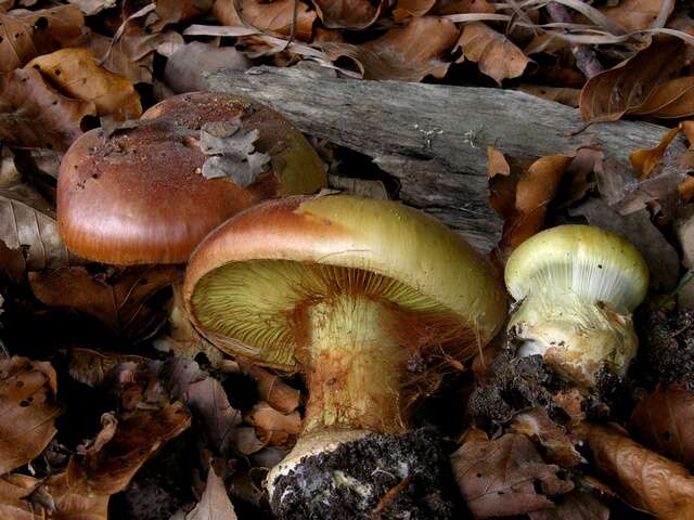 Image of Cortinarius elegantissimus Rob. Henry 1989