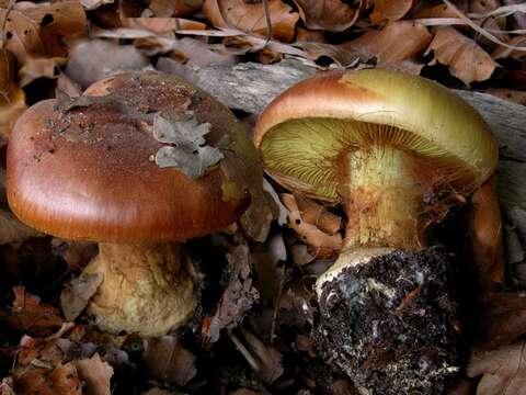 Image of Cortinarius elegantissimus Rob. Henry 1989