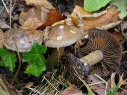 Image of Cortinarius infractus (Pers.) Fr. 1838