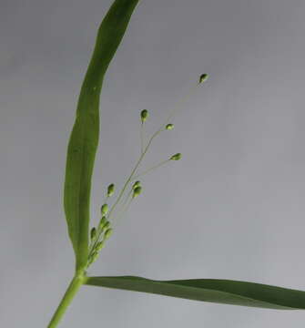 Image of Heller's Rosette Grass