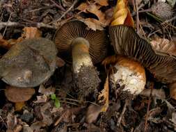 Image of Cortinarius infractus (Pers.) Fr. 1838