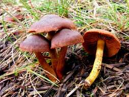 Sivun Cortinarius purpureus (Bull.) Bidaud, Moënne-Locc. & Reumaux 1994 kuva