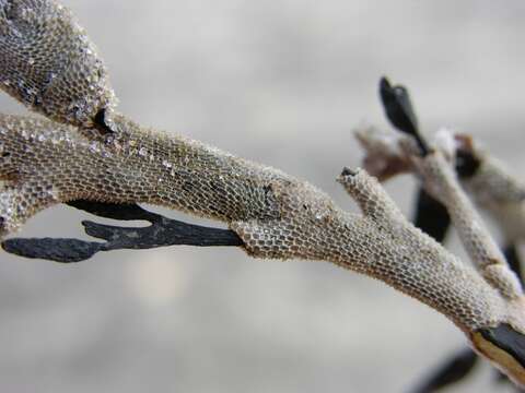 Image of Membraniporoidea Busk 1854