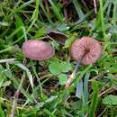 Image of Entoloma infula (Fr.) Noordel. 1980